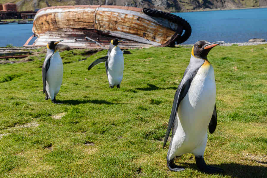 Pingüino Rey - islas Georgias del Sur 099.jpg